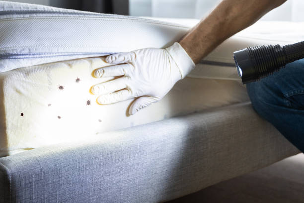 Best Cockroach Control Services  in Haslett, MI