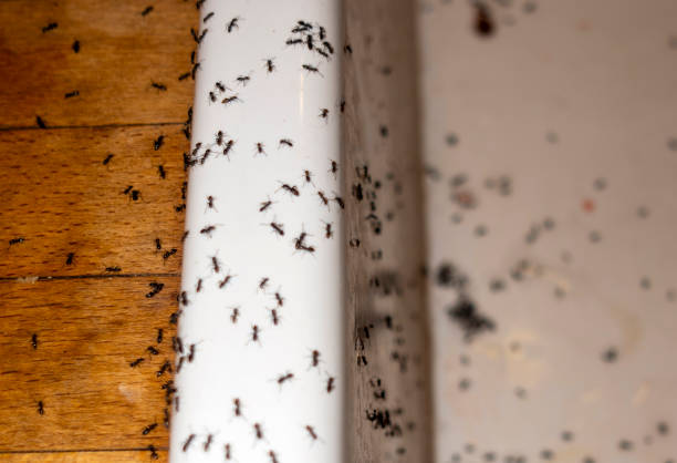 Best Pest Prevention Services  in Haslett, MI